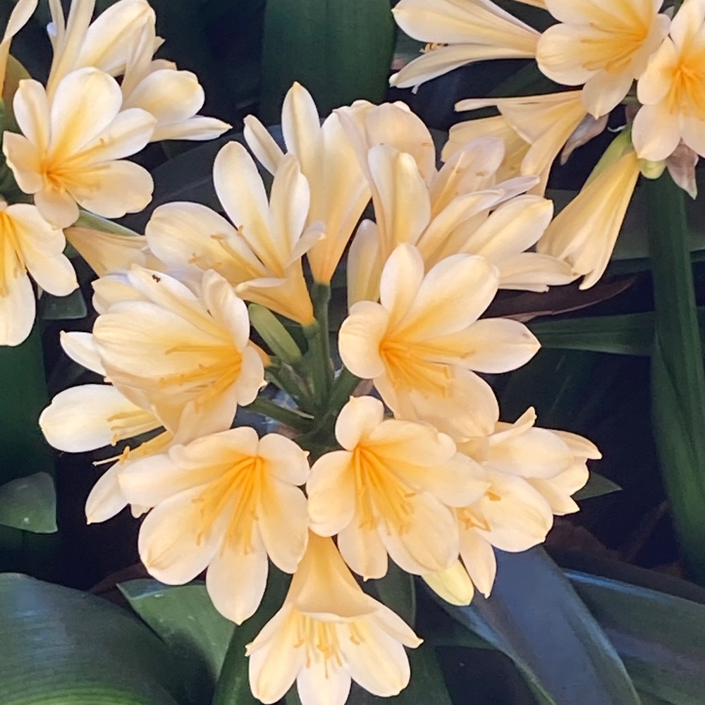 Meet your Posher, Kelsi